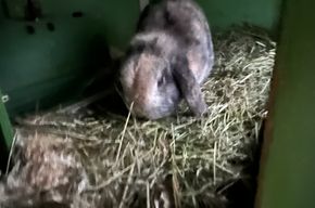 Kaninchen Babsi