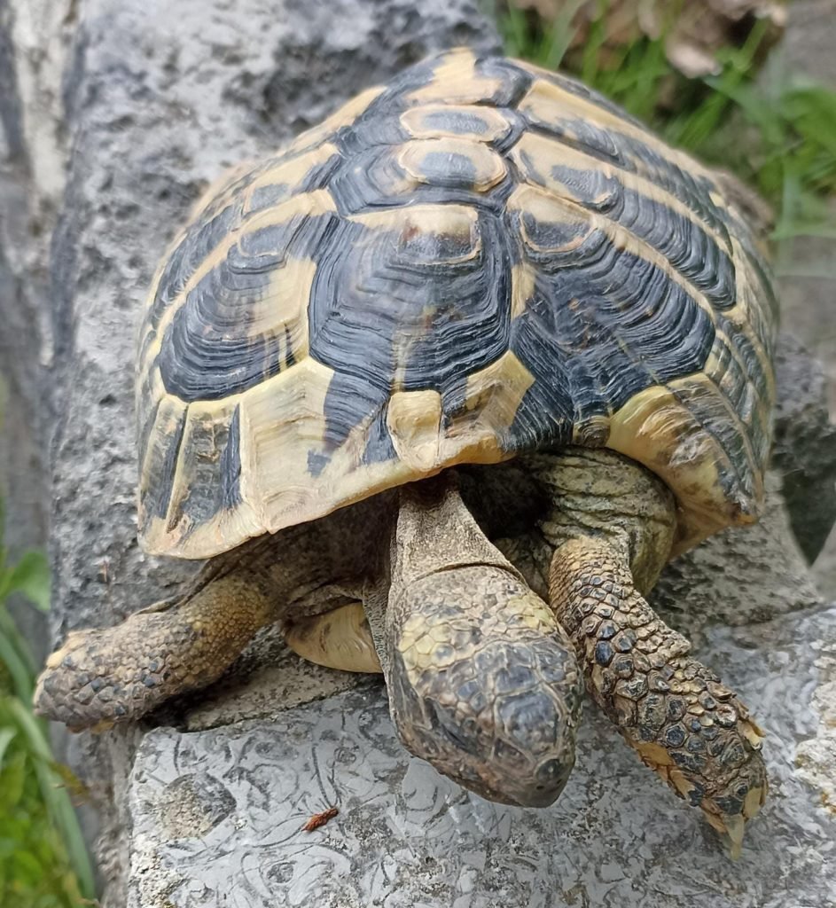Griechische Landschildkröte