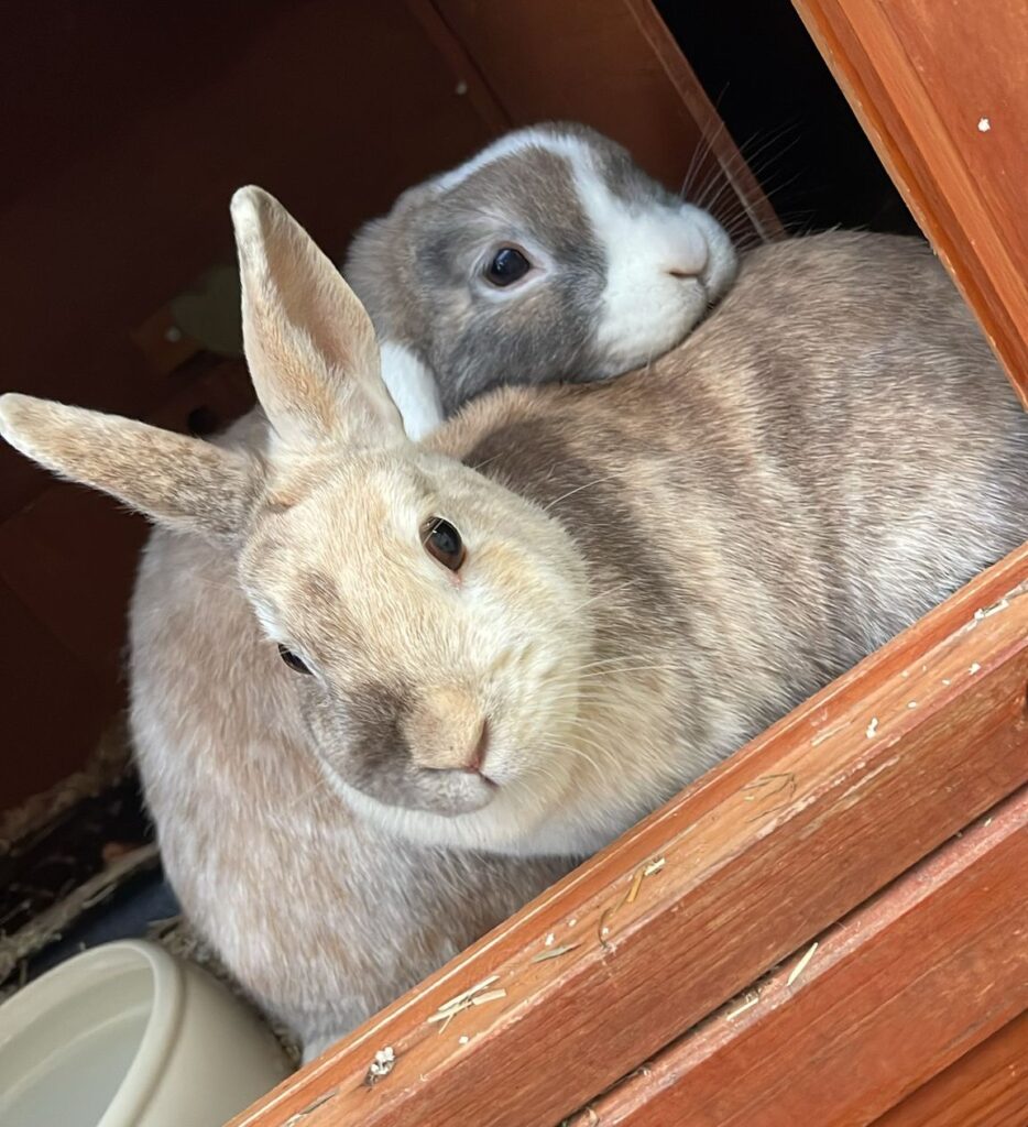 PHOTO-2025-03-26-18-12-58(2)