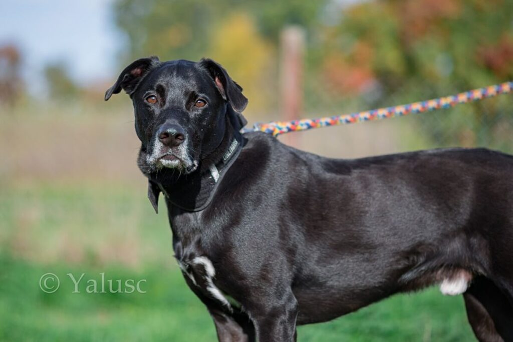 csm_Gizmo_3_2022_1541666f86