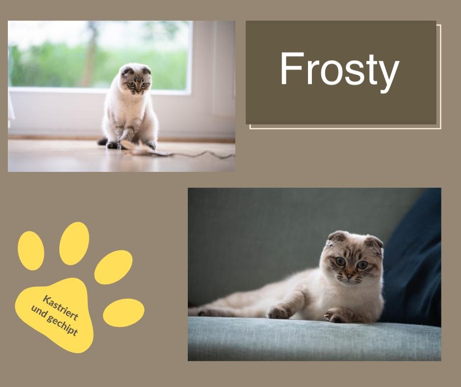 Frosty_Header_leer