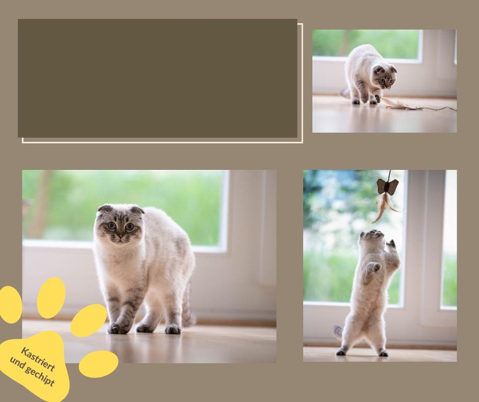 Frosty_Vorstellung_leer