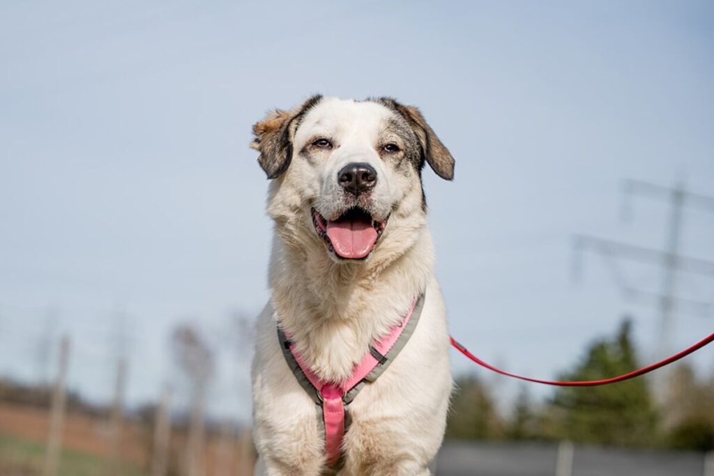 csm_Whity_02_ea568eb73e