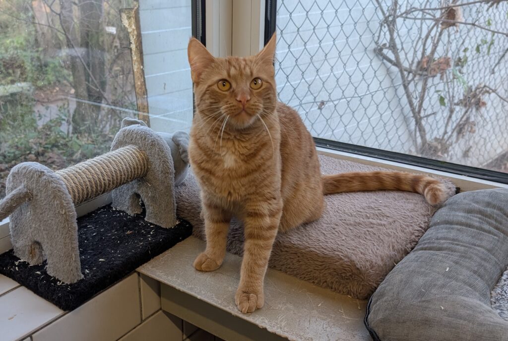 Leonardo Leopold I - Fenster