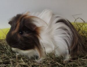 Zwei junge,kastrierte Meerschweinchen Böckchen suchen zusammen ein neues Zuhause.