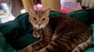 Älterer Schmusebär sucht ruhig Zuhause