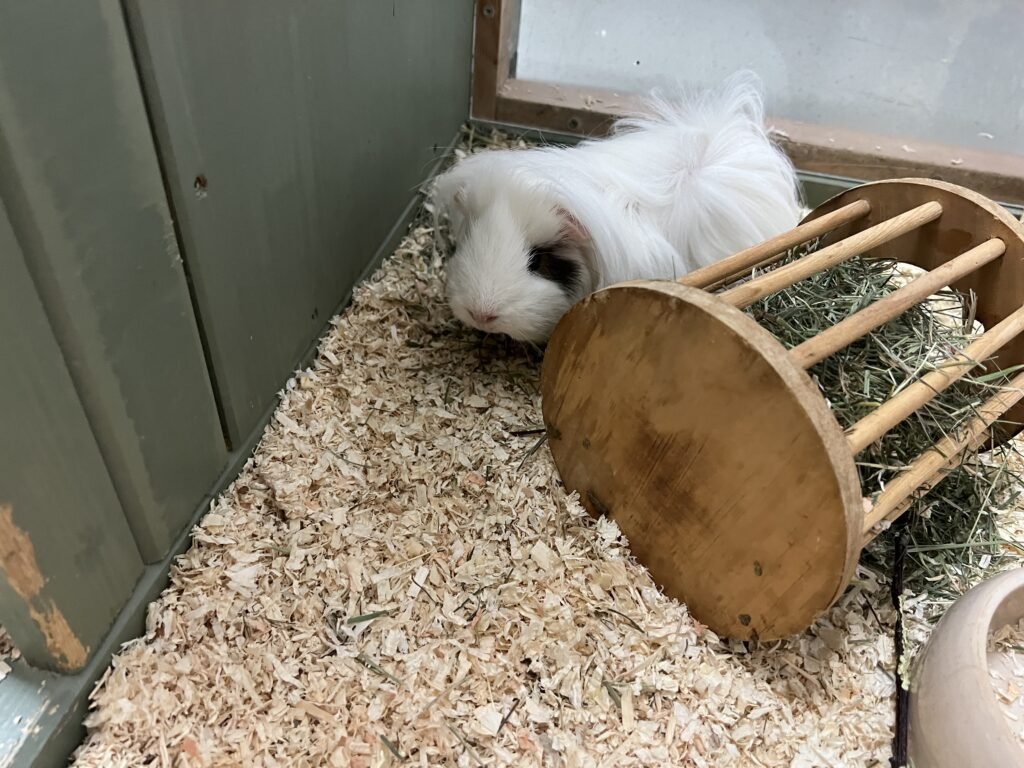 Meerschweinchen Klecksi