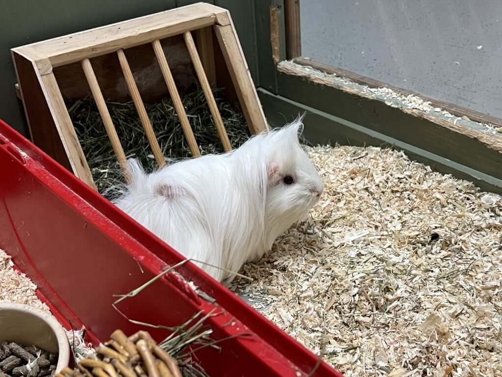 Meerschweinchen Klecksi1