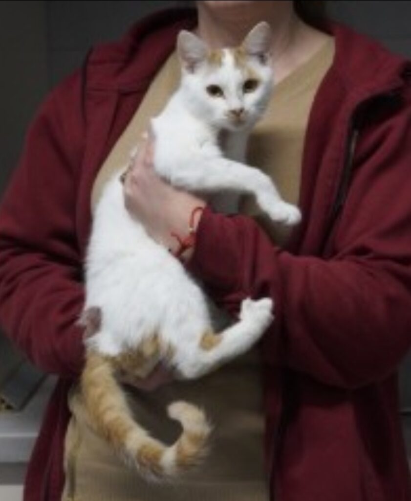 Screenshot_20260106_163805_WhatsApp