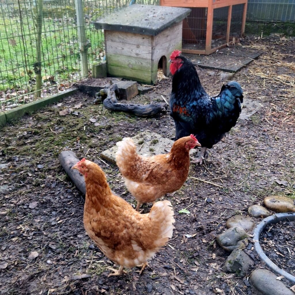 Screenshot_20260119_101710_Gallery