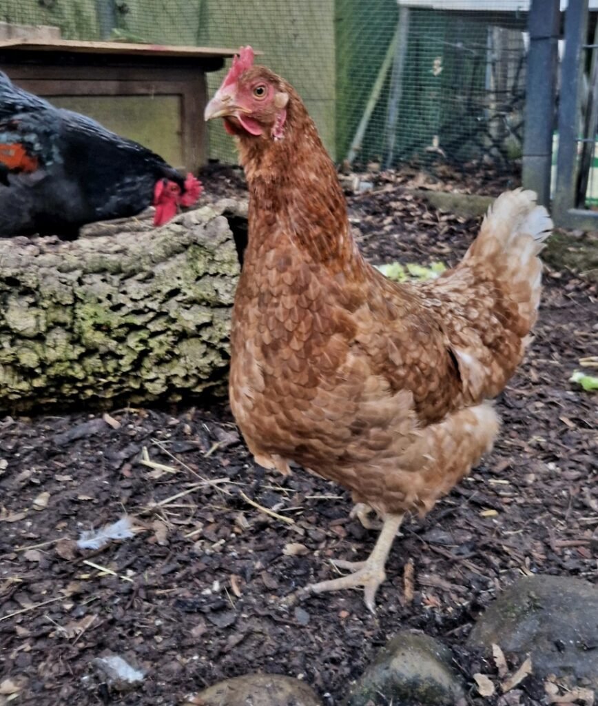 Screenshot_20260119_101748_Gallery