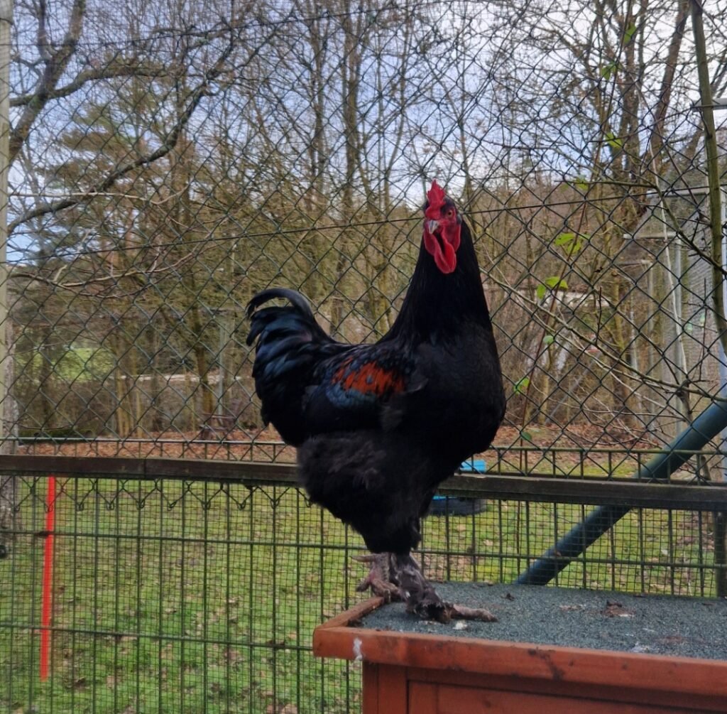 Screenshot_20260119_101805_Gallery