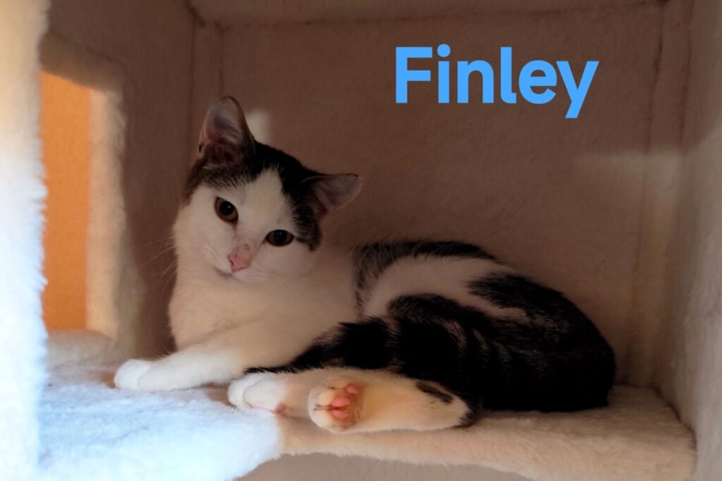 csm_Finley__Bocelli__ddfd5d8570