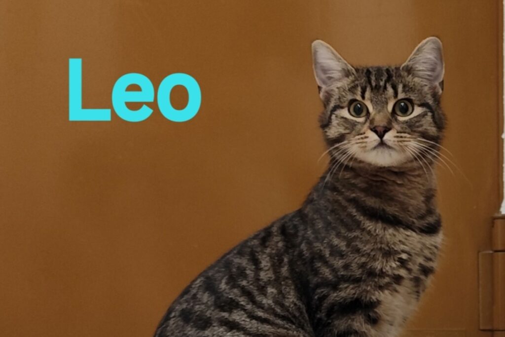 csm_Leo_2_99179720ab