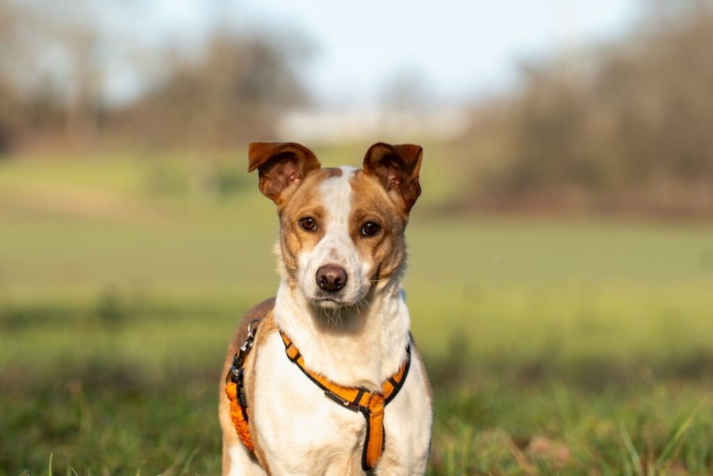 csm_Pepe02_6de0dc29bd