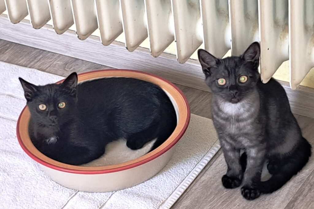 csm_Silves_und_Mila_1__4c23b6f0ec