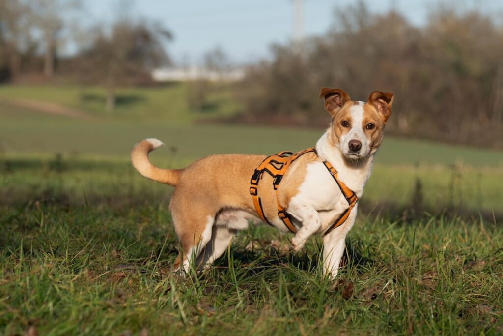 csm_pepe01_25338ebb37