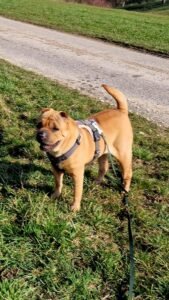 Die Süße Cora hat mit 10 Jahren ihr Zuhause verloren und ist jetzt auf der Suche nach einem neuen Plätzchen