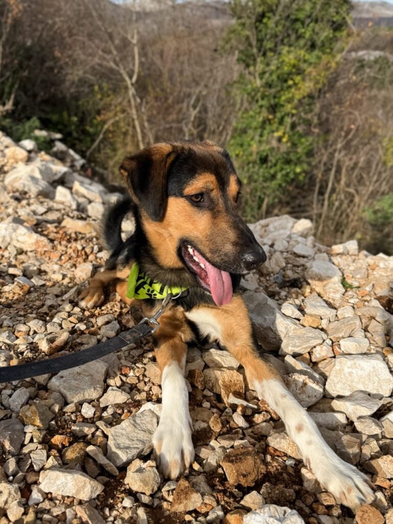 Fellnasen-Stuttgart_Loki-1