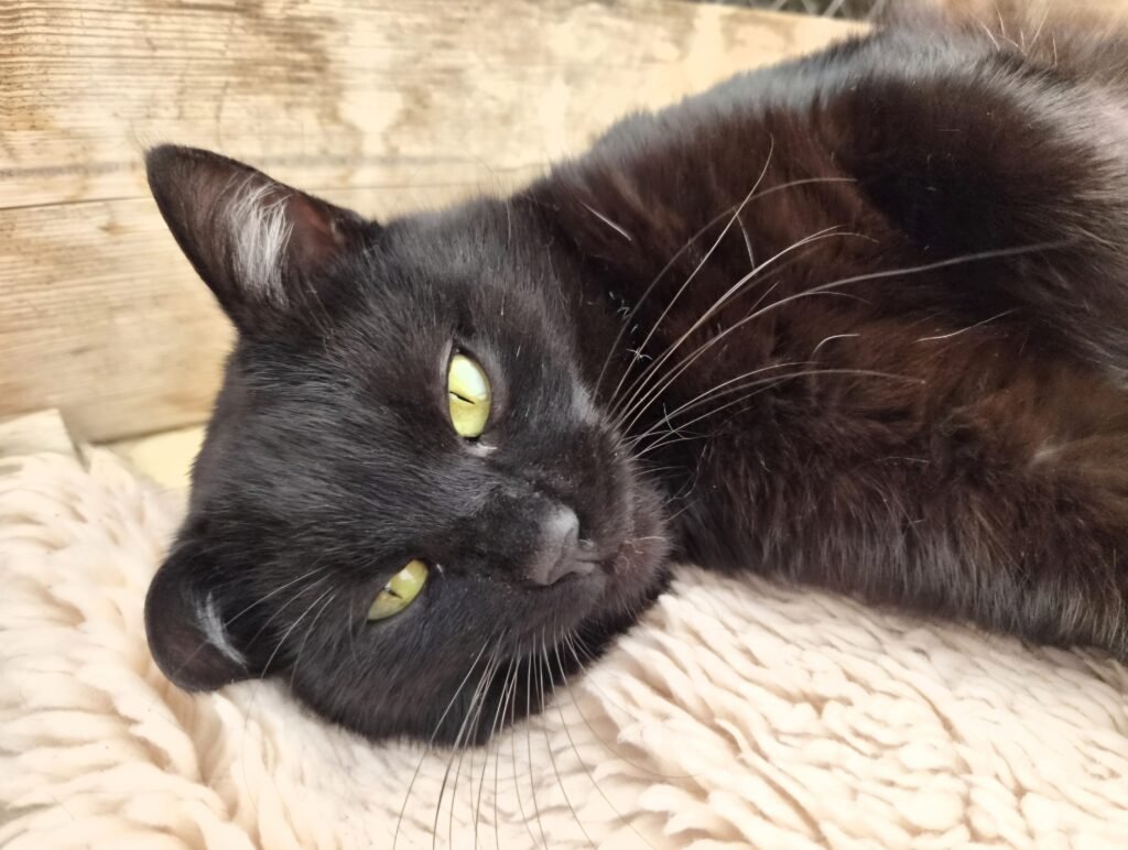 Screenshot_20260408_085903_Gallery