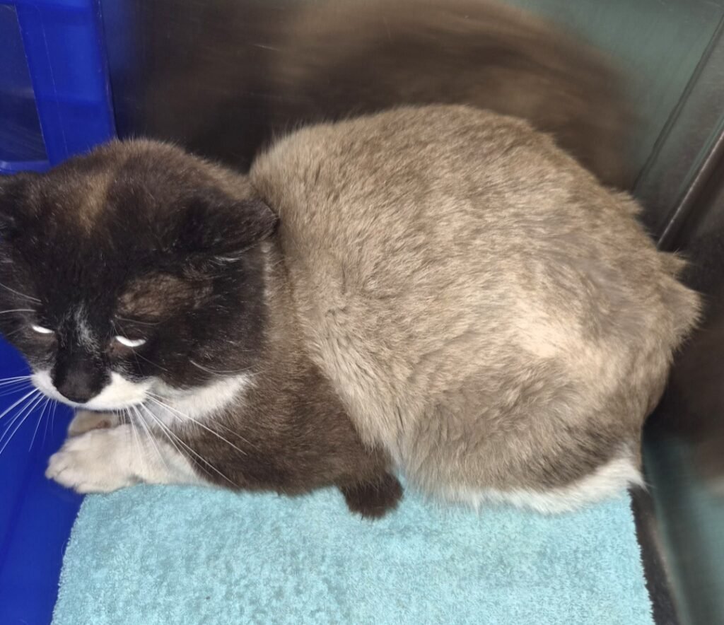 Screenshot_20260415_111952_Gallery