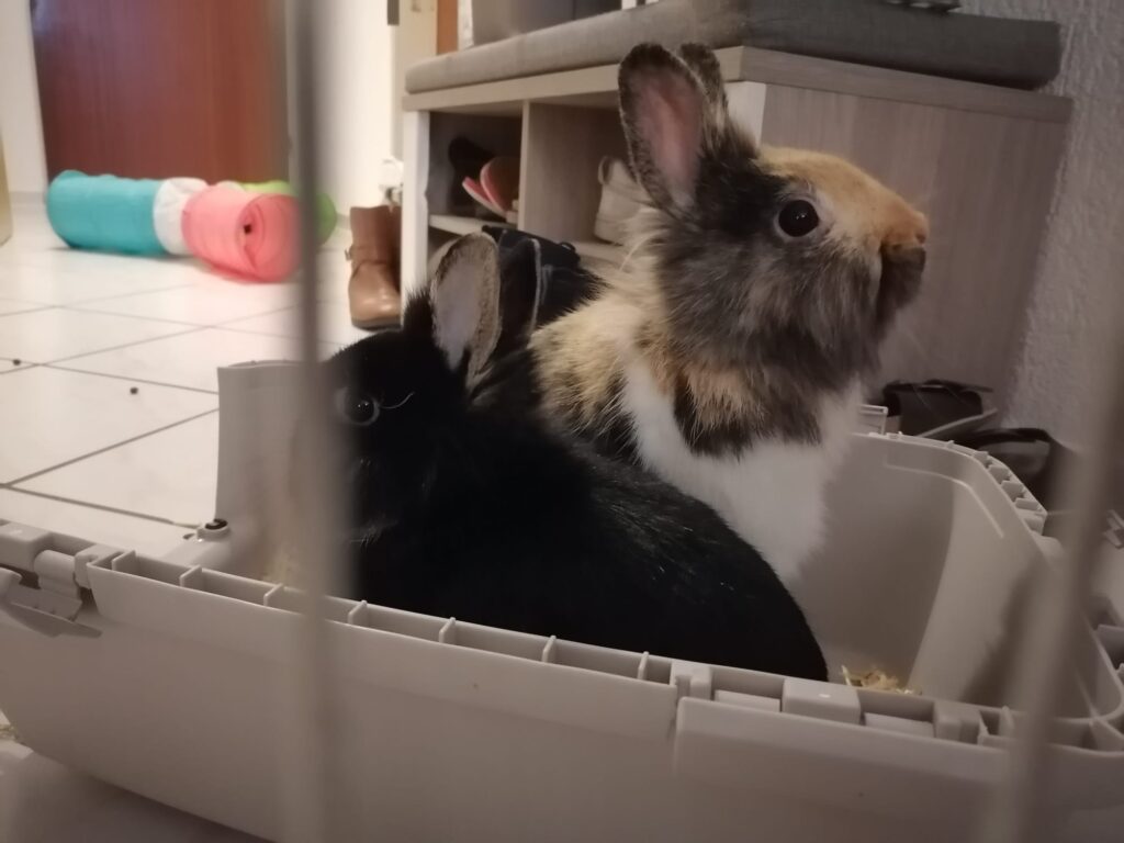 Stella & Sunny