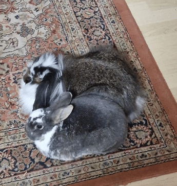 Kaninchen-Alistair-Rammler-und-Magret-
