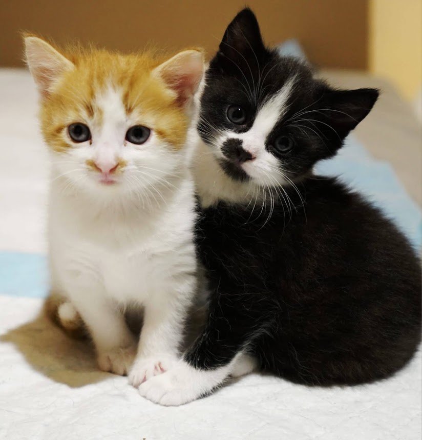 Katzenkinder7 06.26