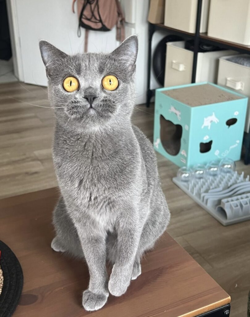 Pamuk