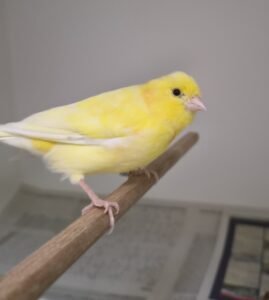 Dieser kleine Kerl ist in Schorndorf Weiler zugeflogen.
Wo wird er vermisst?