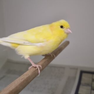 Dieser kleine Kerl ist in Schorndorf Weiler zugeflogen. Wo wird er vermisst?