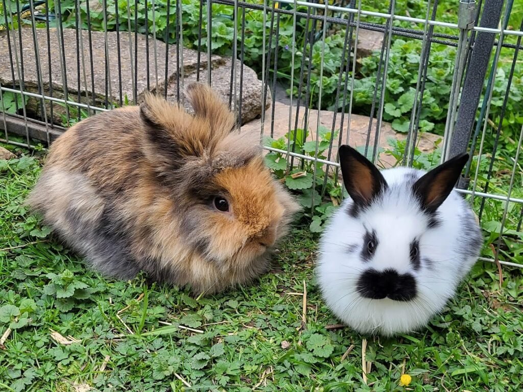 Kaninchen1 06.26