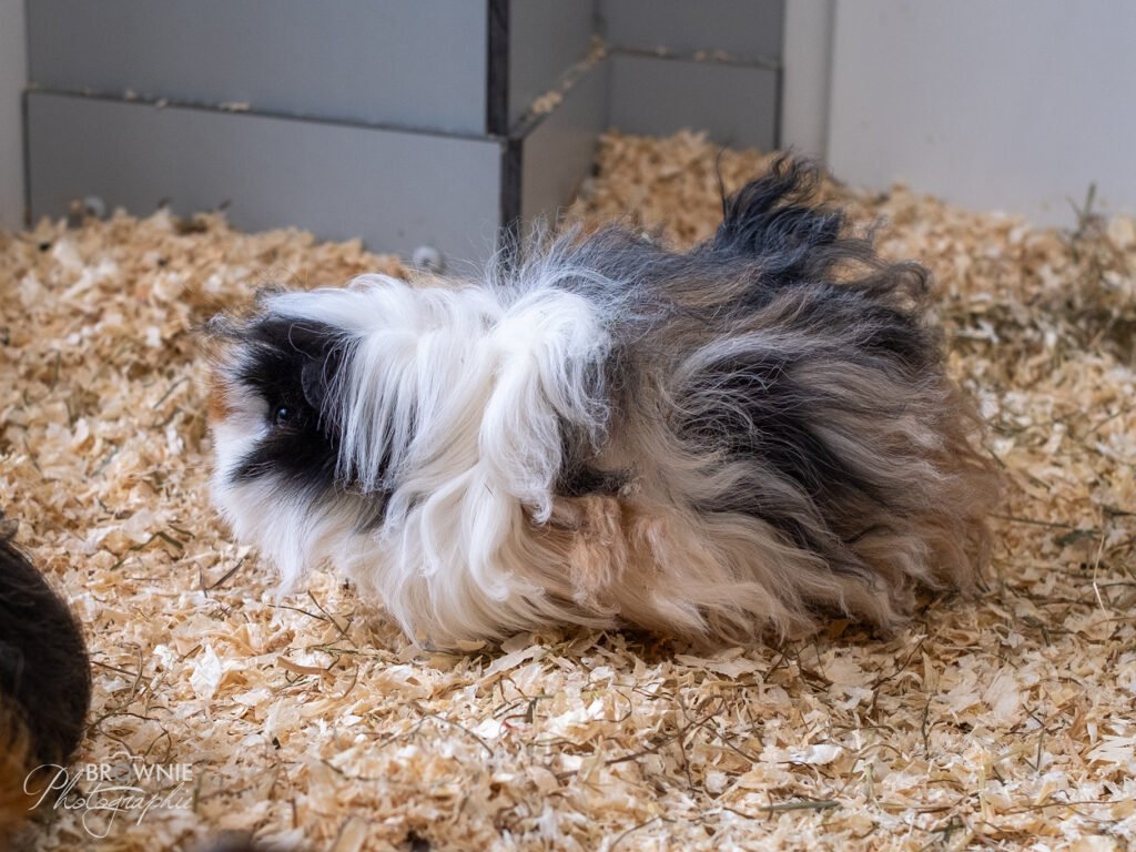 Manja-1