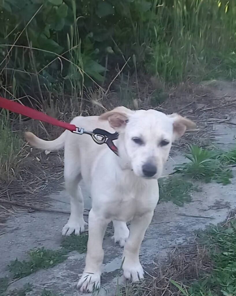 Screenshot_20260626_134612_Facebook