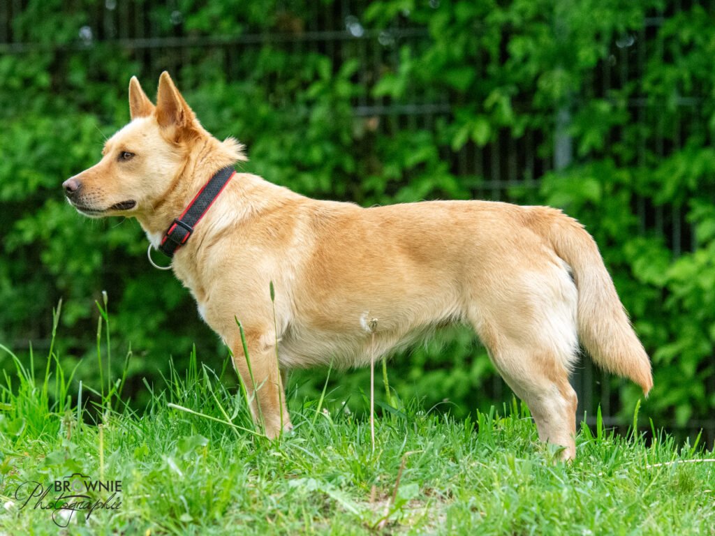 Tanieka-5