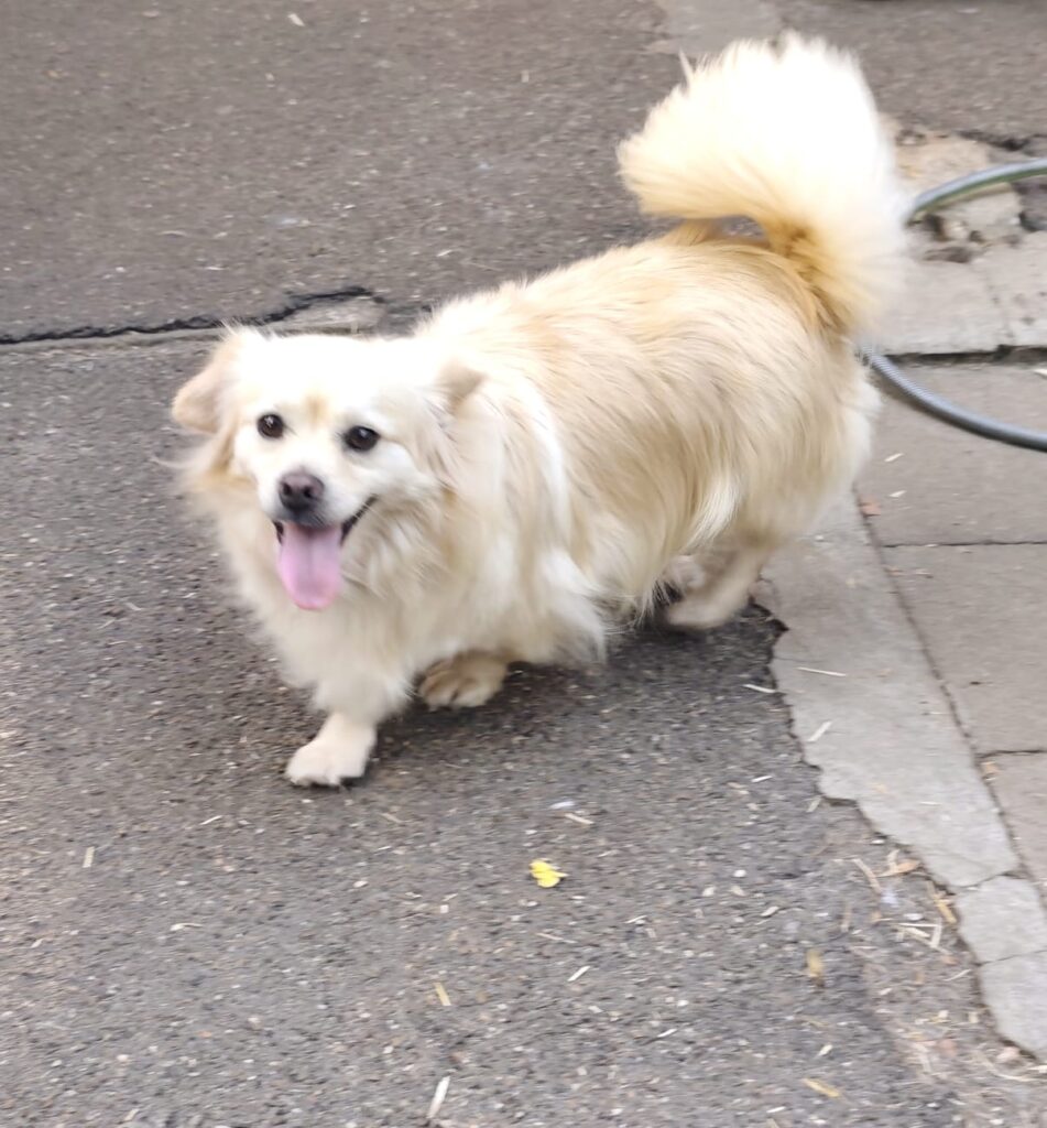 Gizmo_01