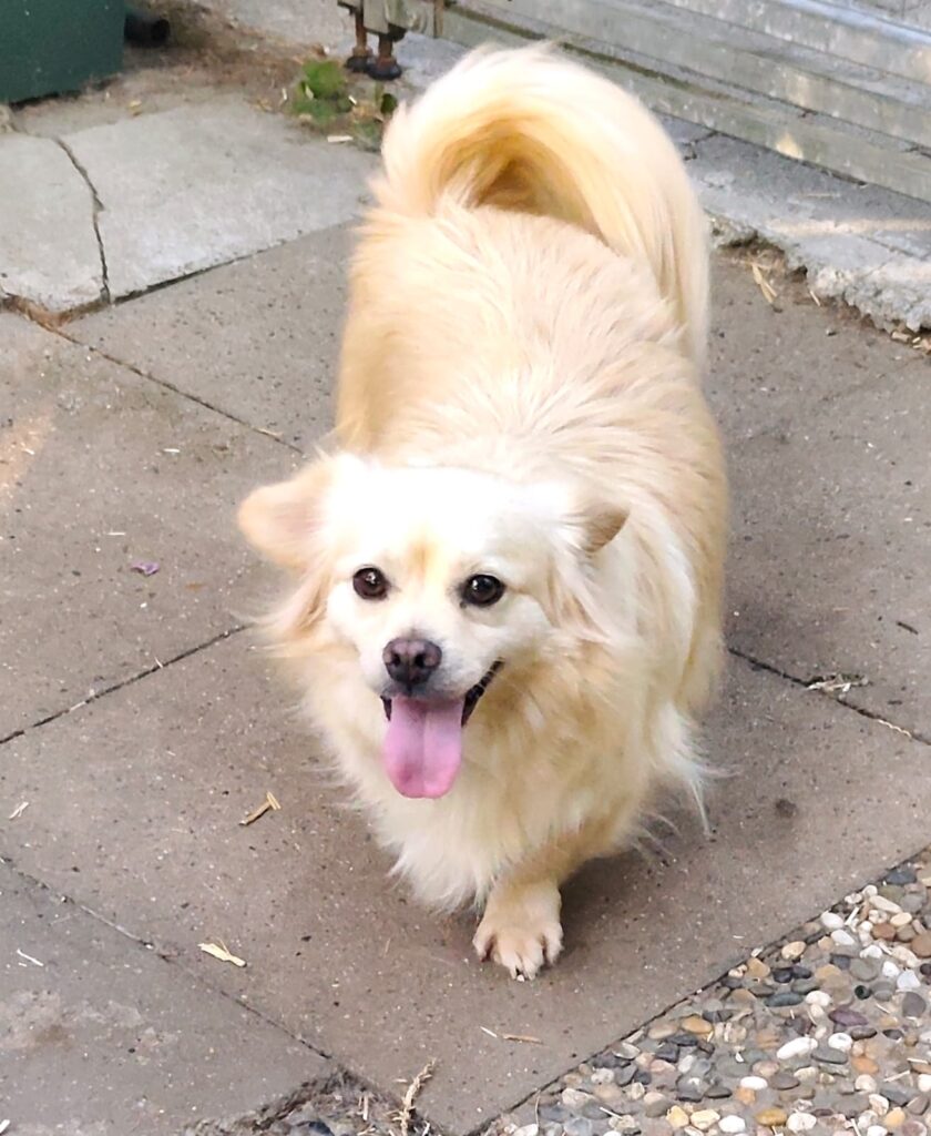 Gizmo_02