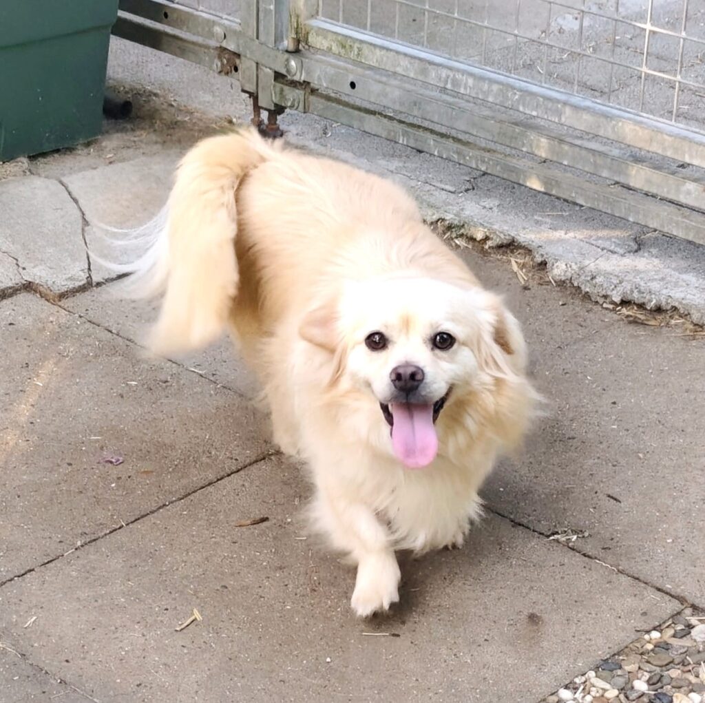 Gizmo_03