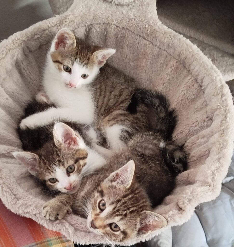 Katzenkinder1 07.26