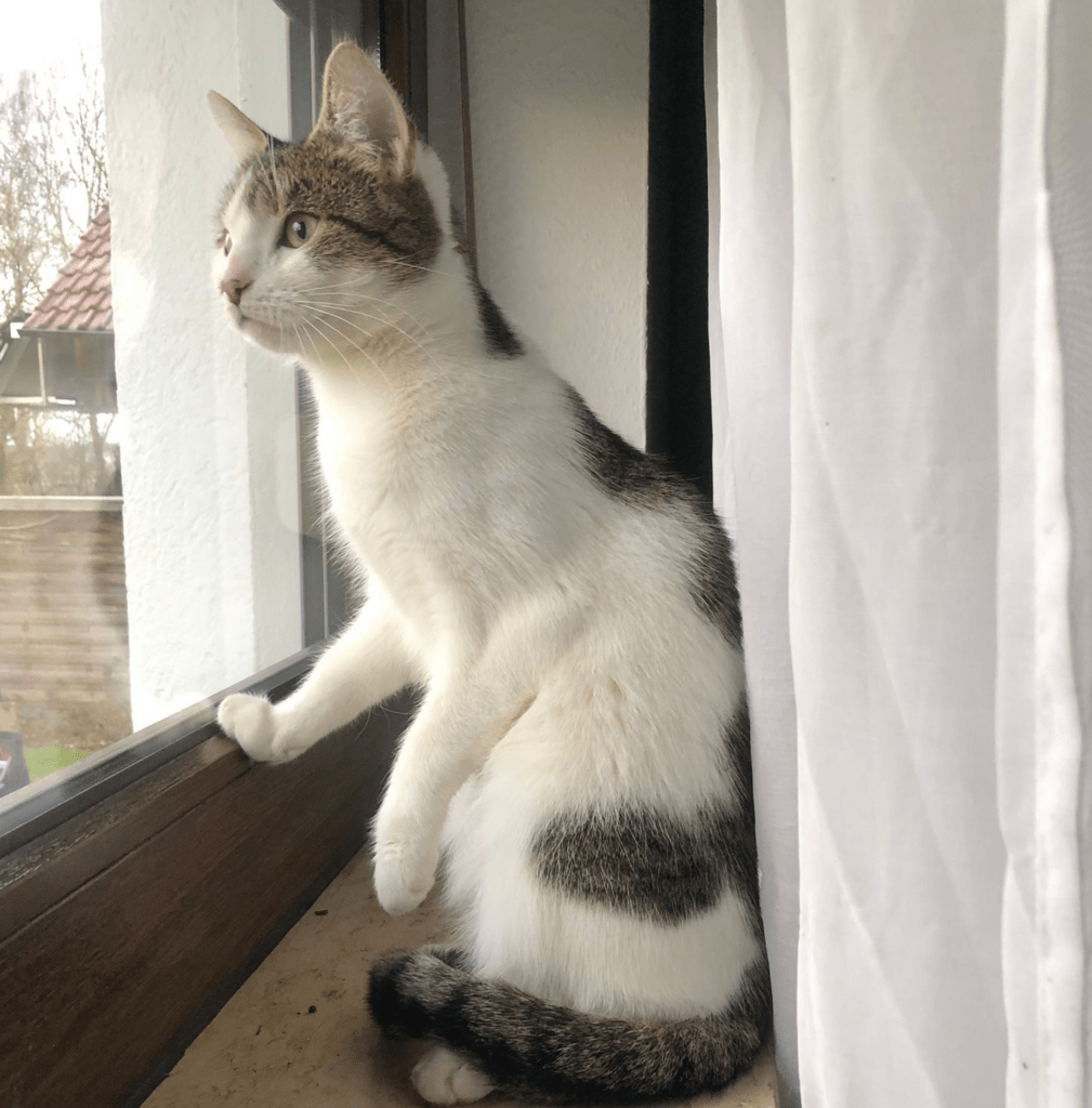 Lulu
