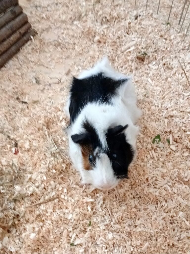 Marley