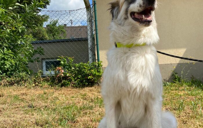 Nina-1-700x441