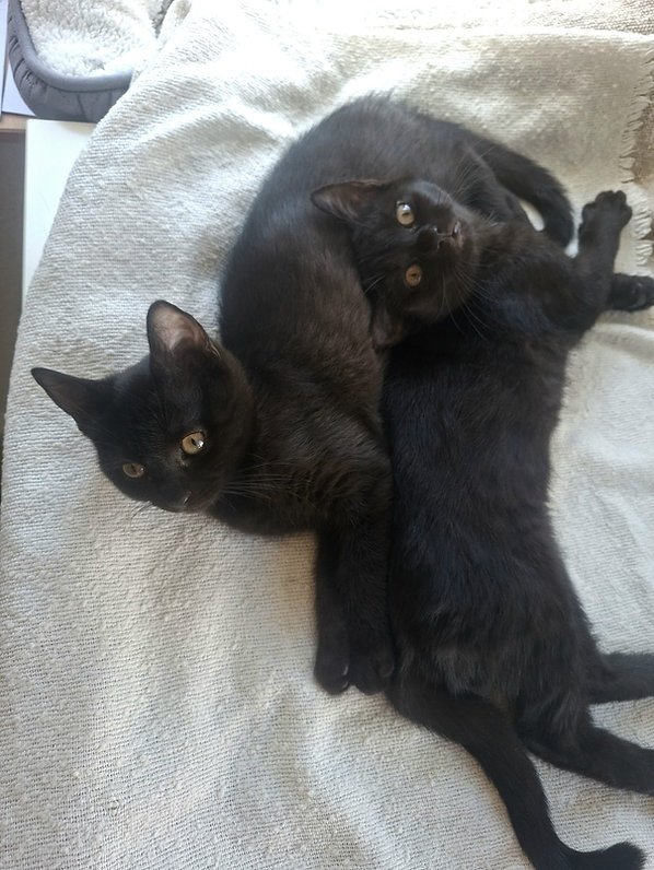 Faye und Nyx