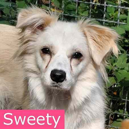 Sweety_00