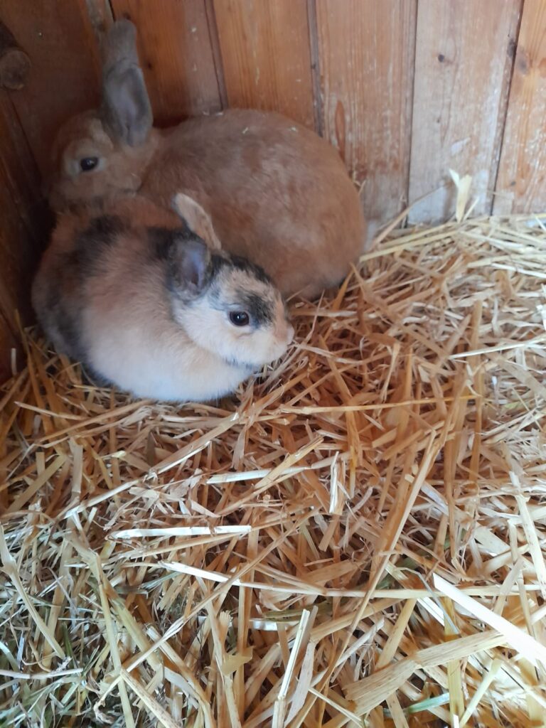 Bosnia + Lilo