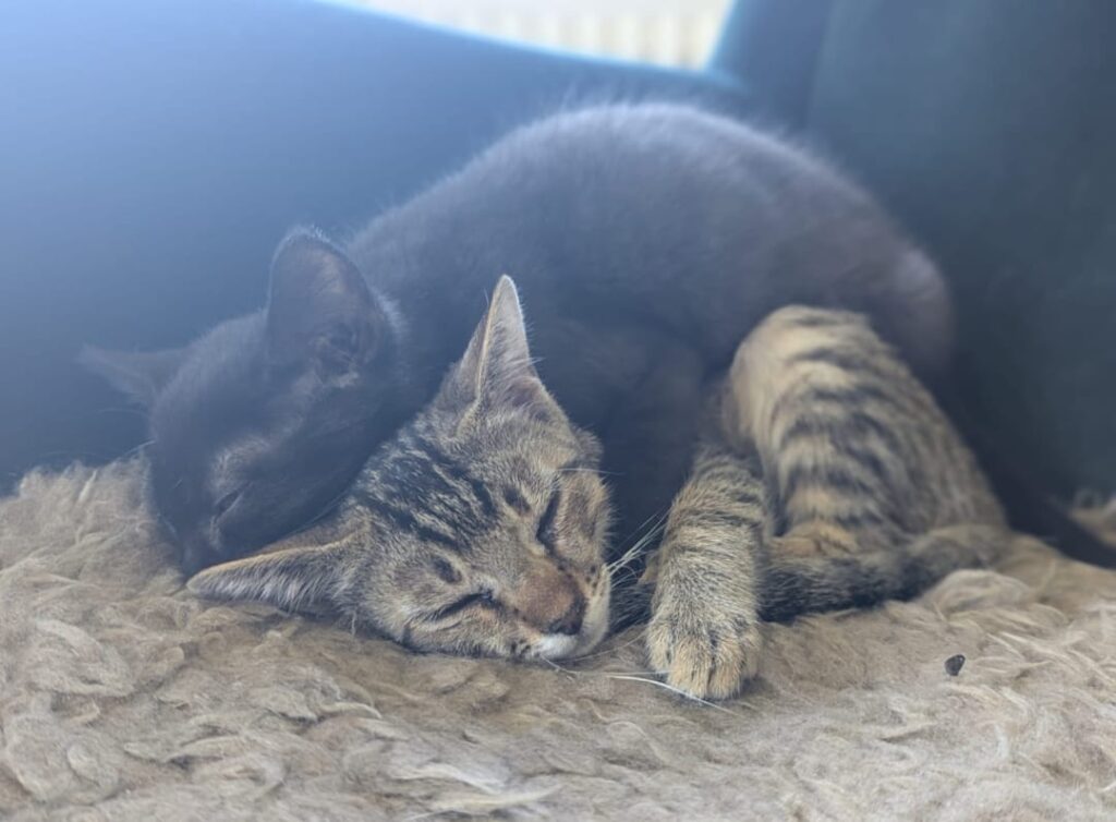 Eddi+Wilma