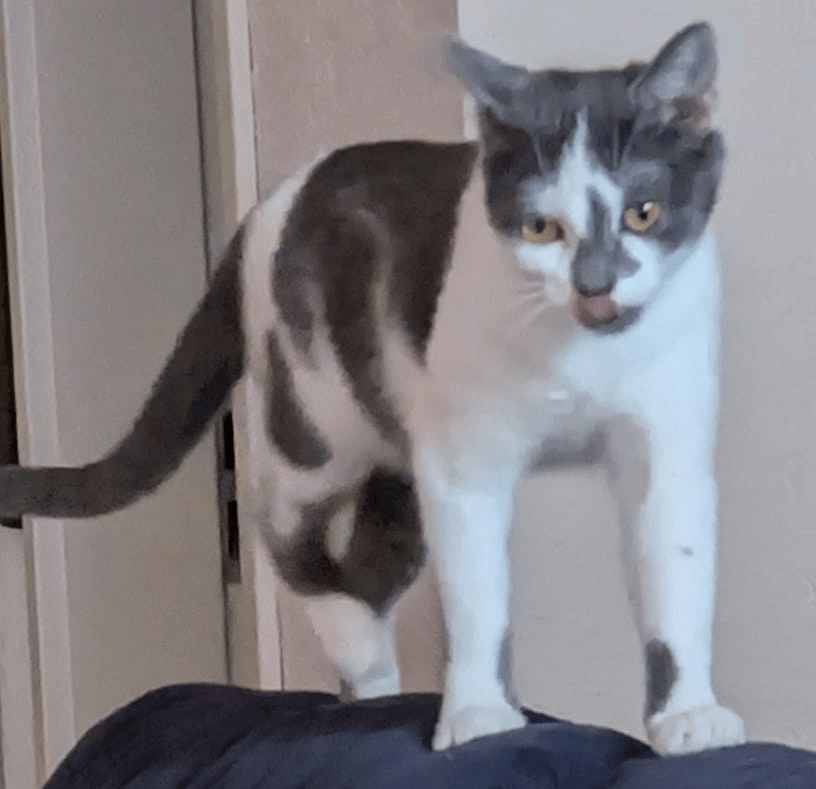 Katze