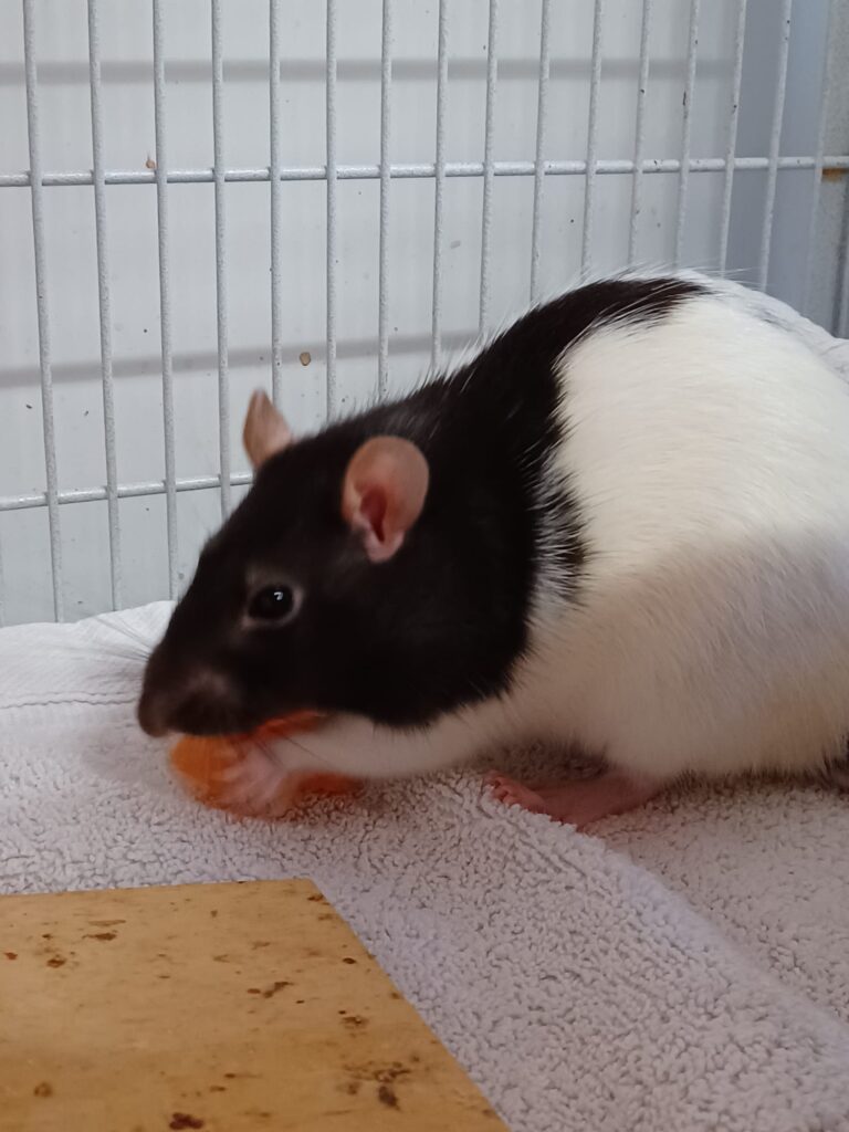 Ratten1