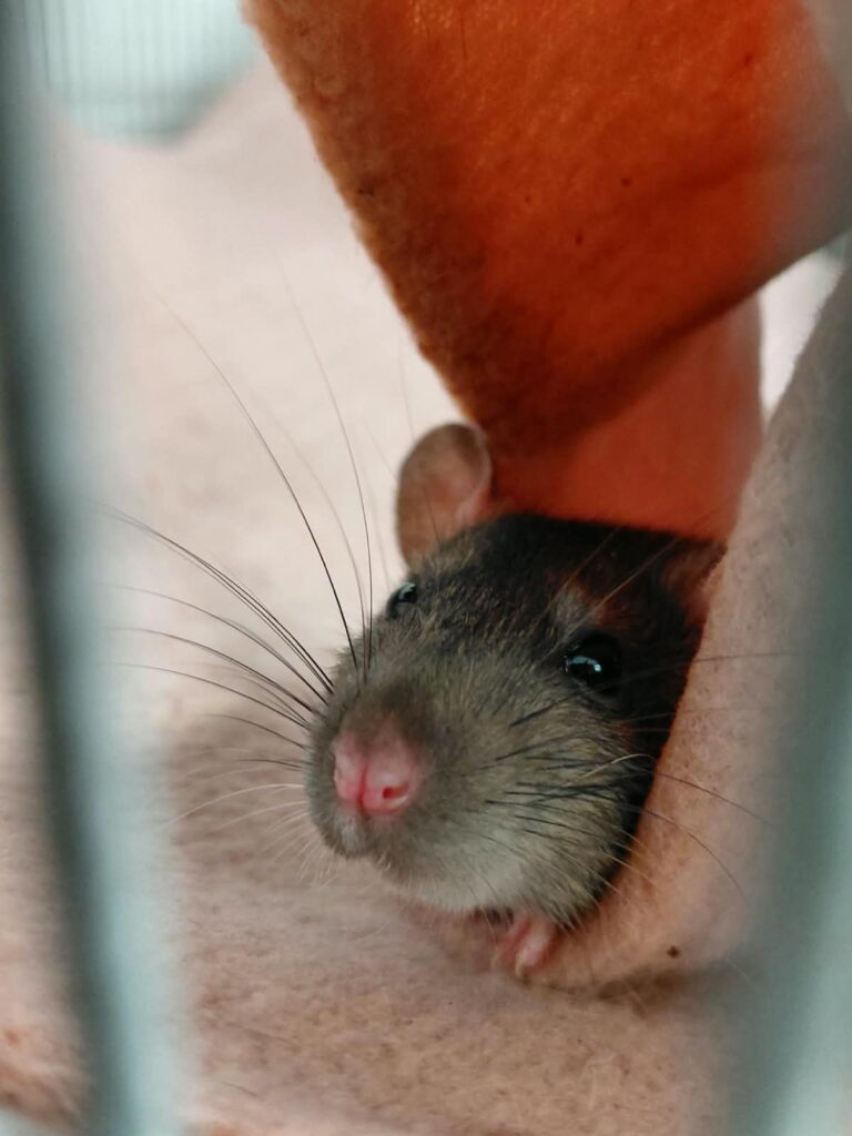 Ratten2