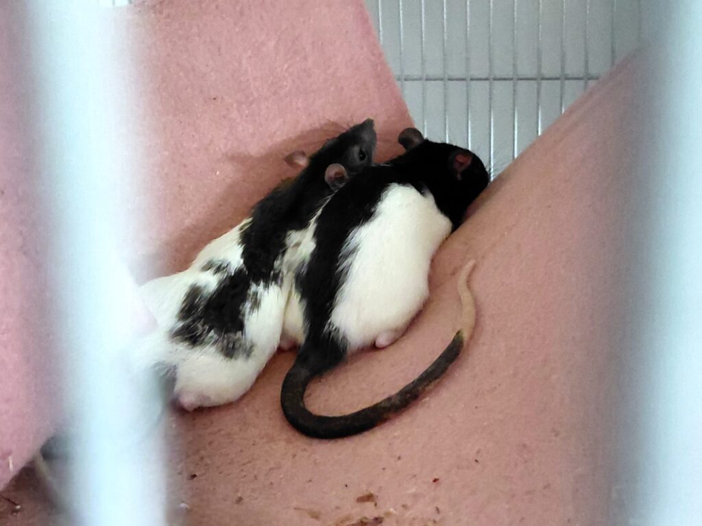 Ratten3